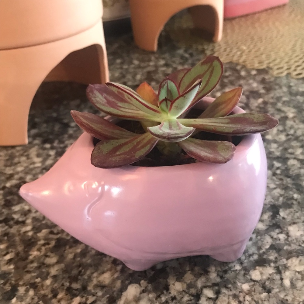 🎯🆕Mini Ceramic Hedgehog Planter